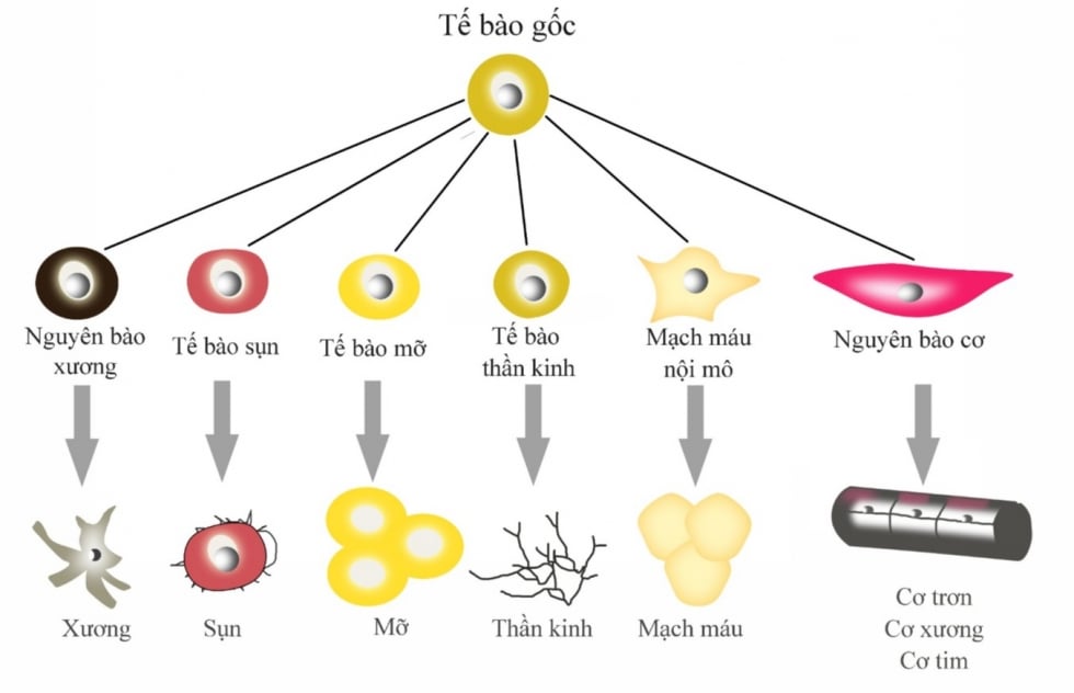 Công nghệ tế bào gốc tiên tiến được ứng dụng làm đẹp, giúp trẻ hóa và phục hồi da hiệu quả.